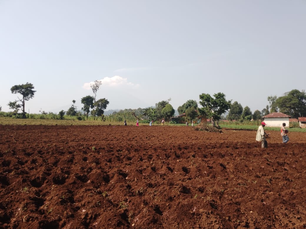 Planting Seed Potato: A Promising Start to the 2025 Season for Kisoro Potato Growers Cooperative Union Limited